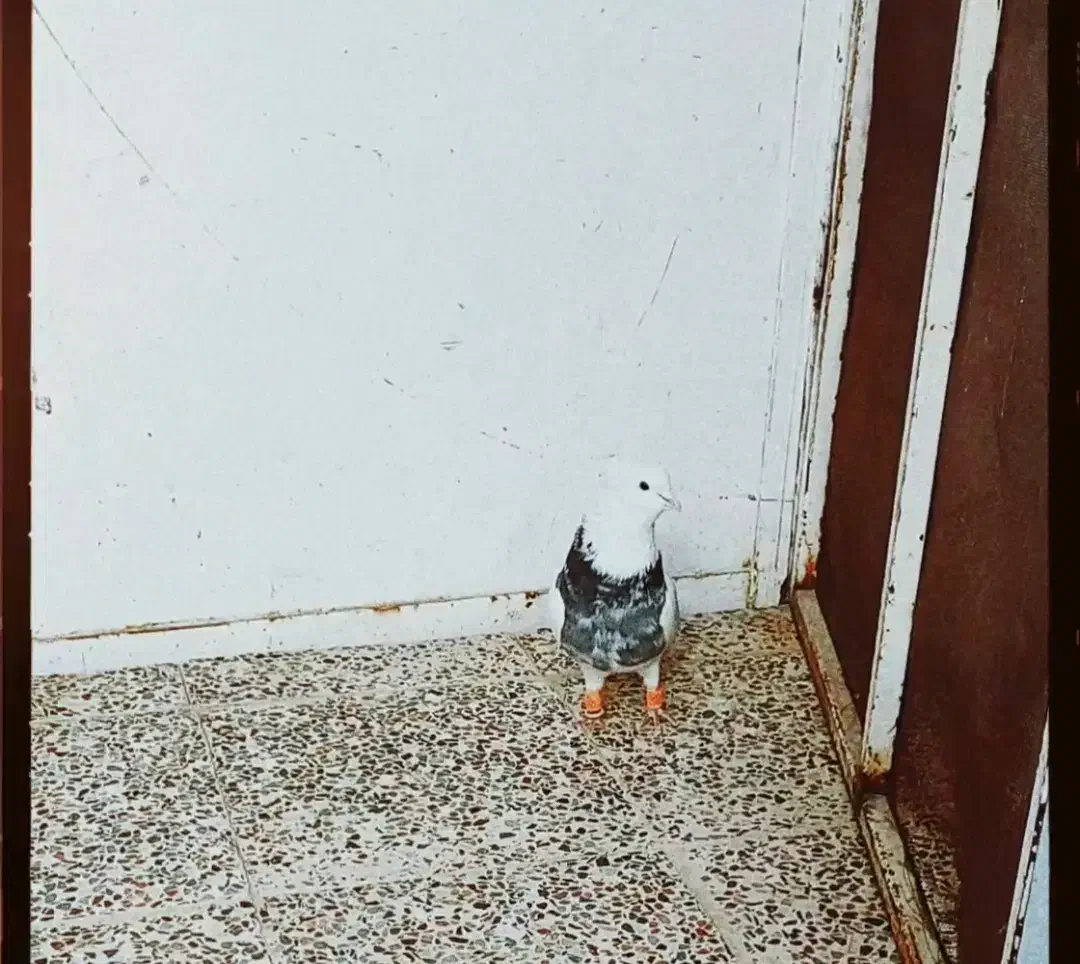 کبوتر|پرنده|مرودشت, محمد آباد|دیوار