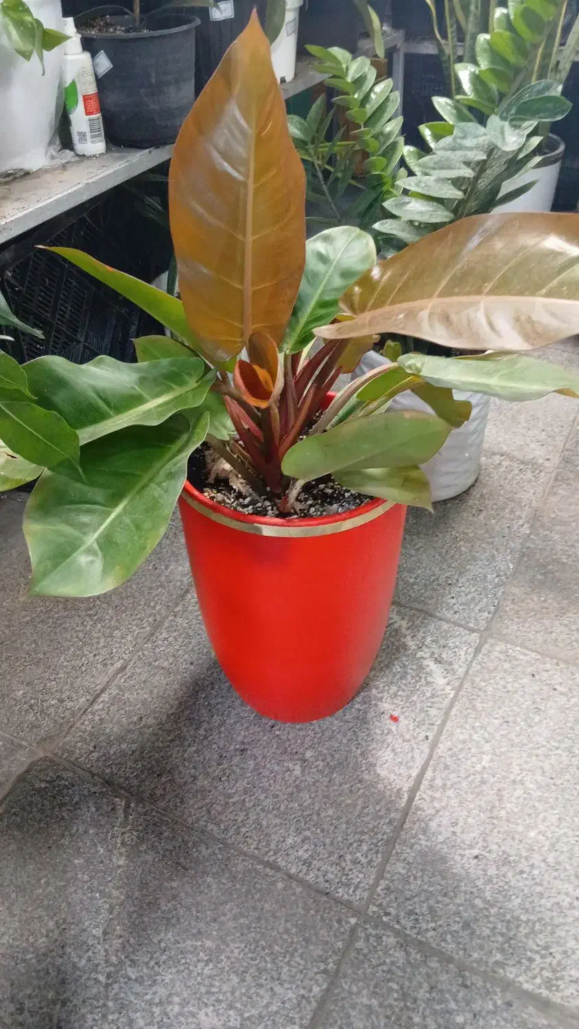 گل گیاه آموزش و نگهداری گلهای آپارتمانی|گل و گیاه طبیعی|تهران, زیبادشت|دیوار