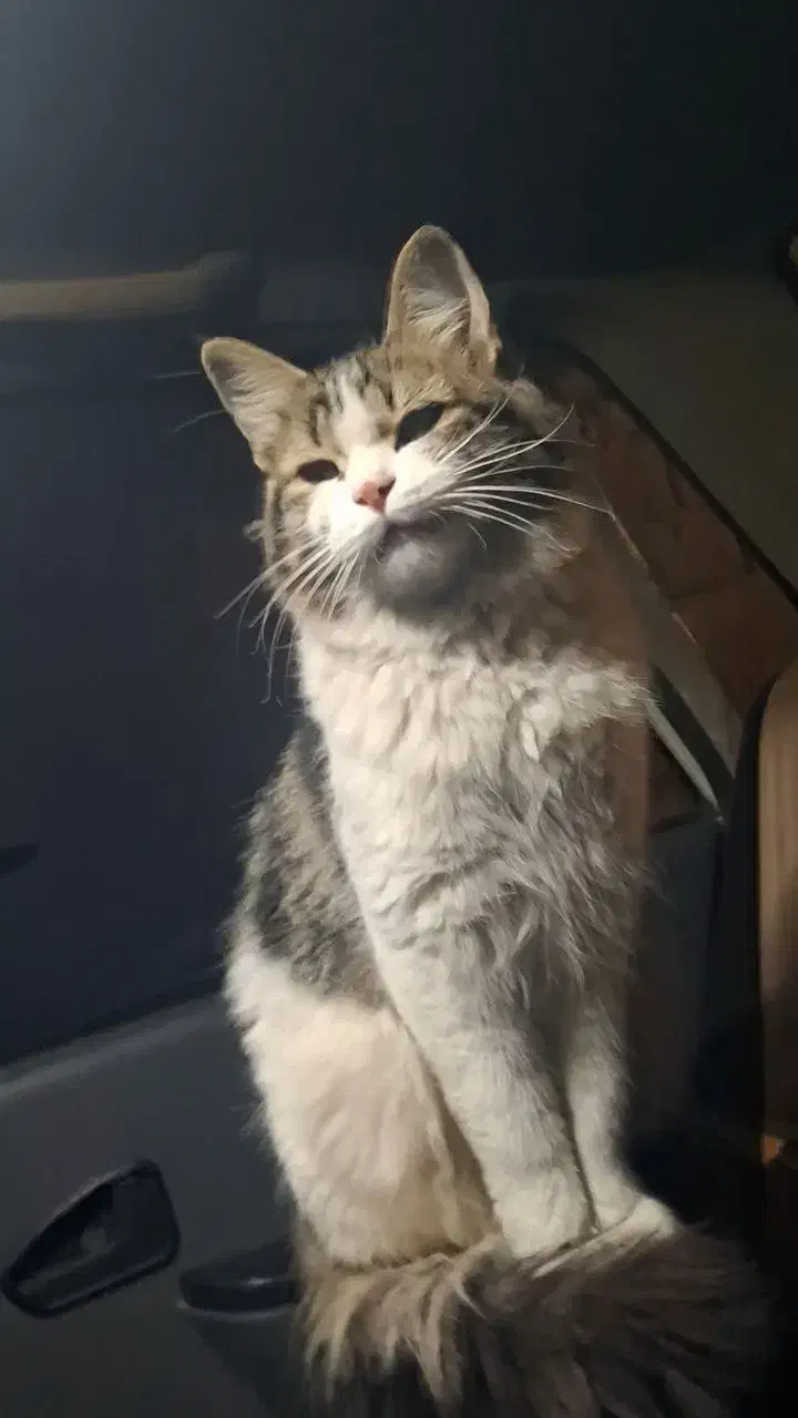 واگذاری گربه خانگی دی اس اچ خوشگل|گربه|یزد, |دیوار