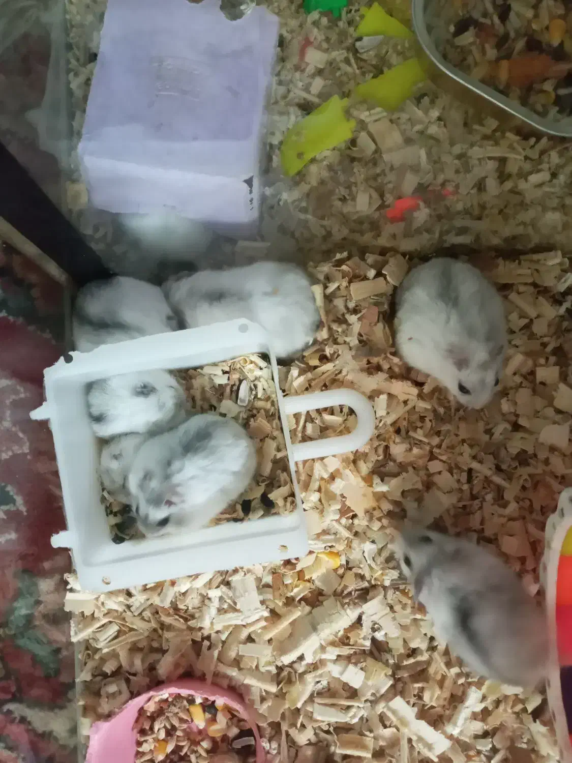 همستر بروفسکی|موش و خرگوش|تبریز, |دیوار