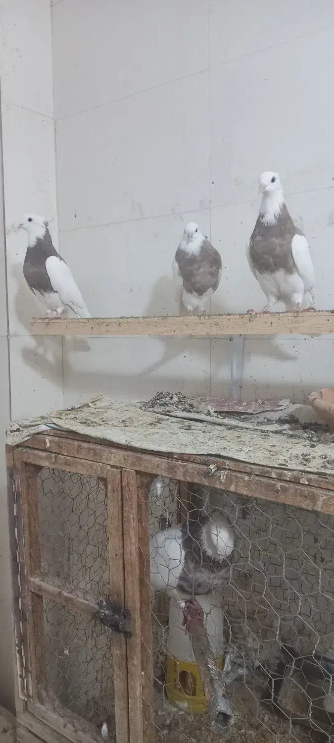 کبوتر طوقی|پرنده|کاشمر, |دیوار