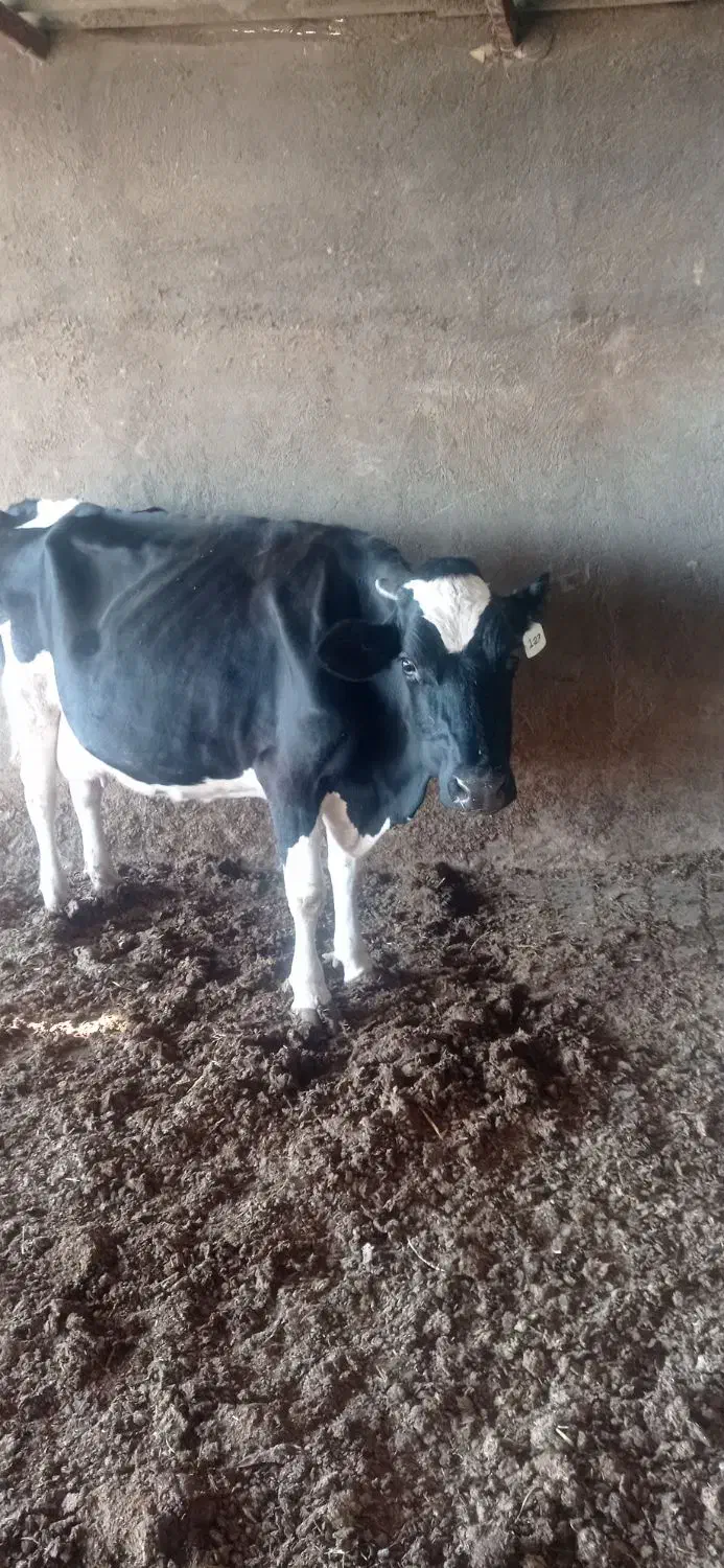 گاو شکم سه با گوساله ماده|حیوانات مزرعه|کاشمر, |دیوار