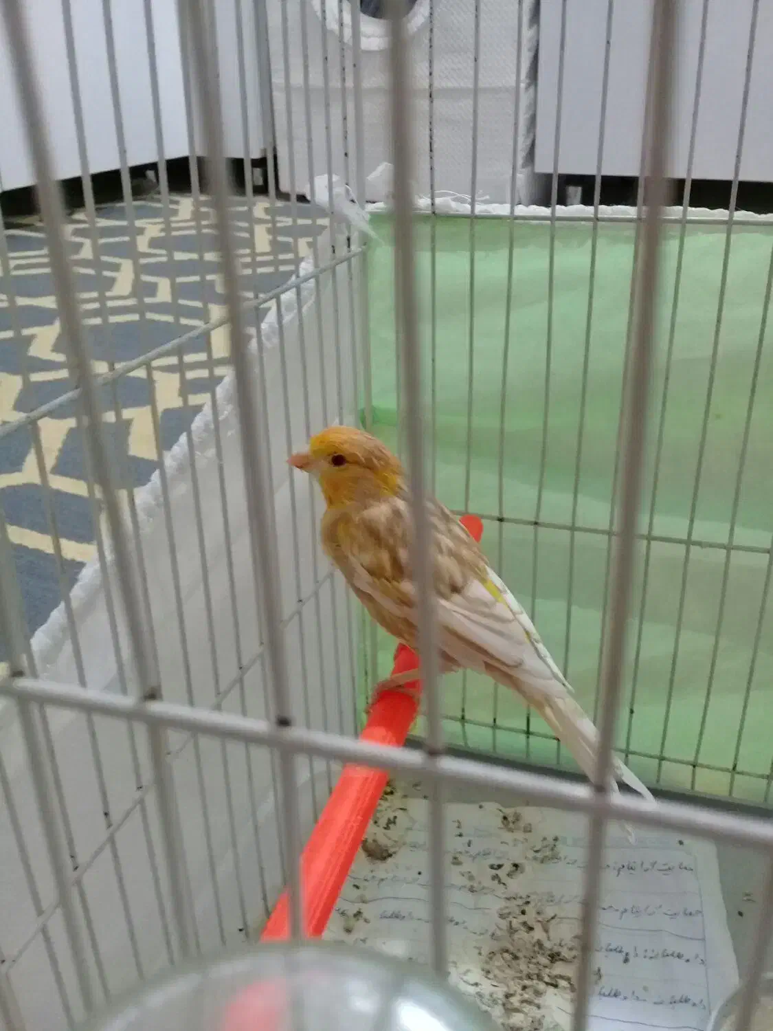 قناری|پرنده|مشهد, ثامن|دیوار