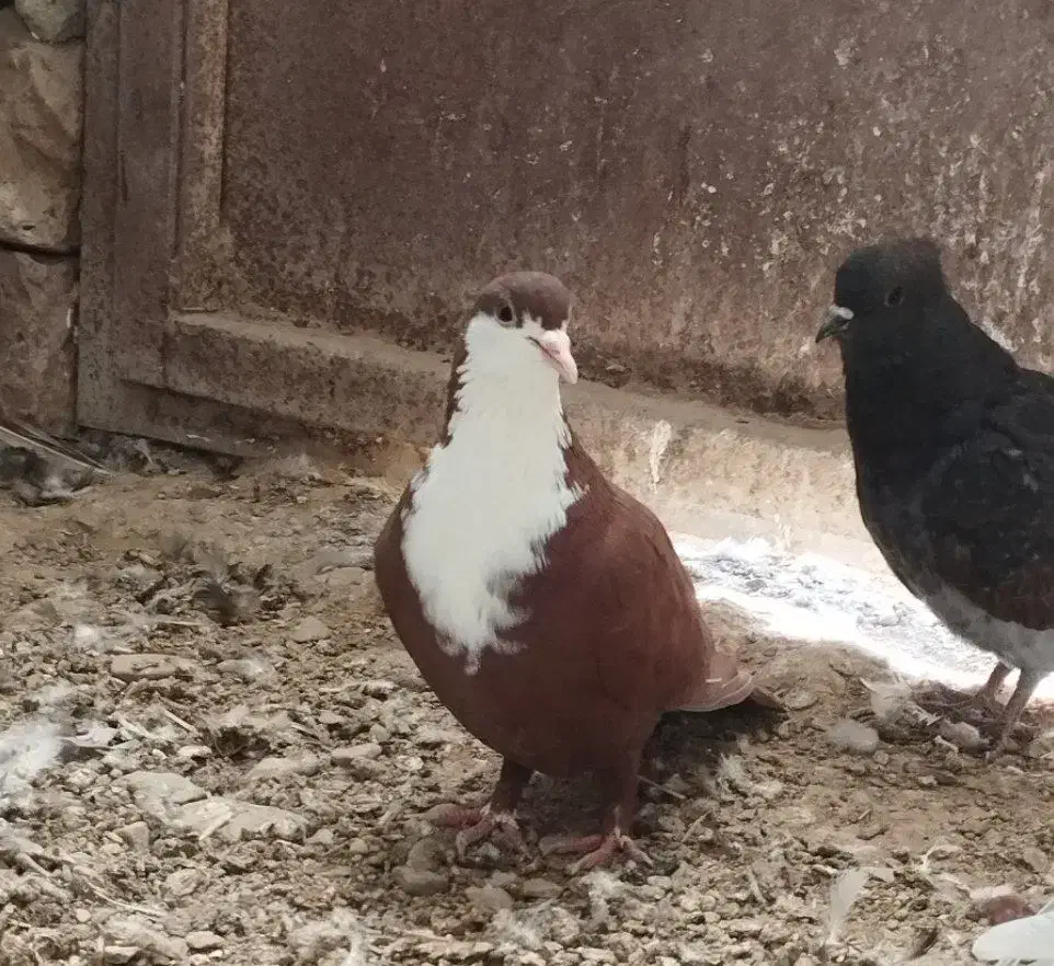 ۴عدد کبوتر فروشی|پرنده|نیمروز, |دیوار