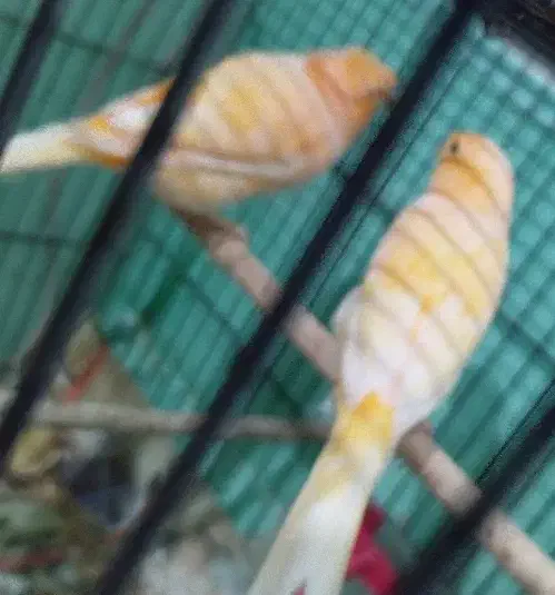 قناری|پرنده|خلخال, |دیوار