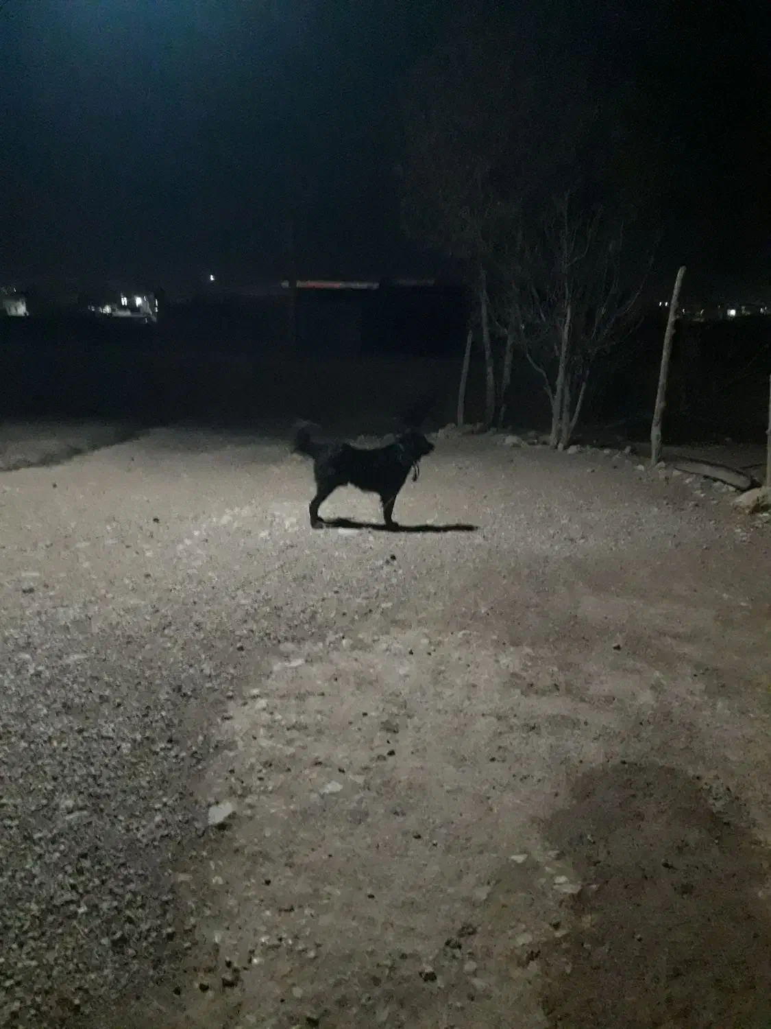 سگ قدریجانی|سگ|لردگان, |دیوار