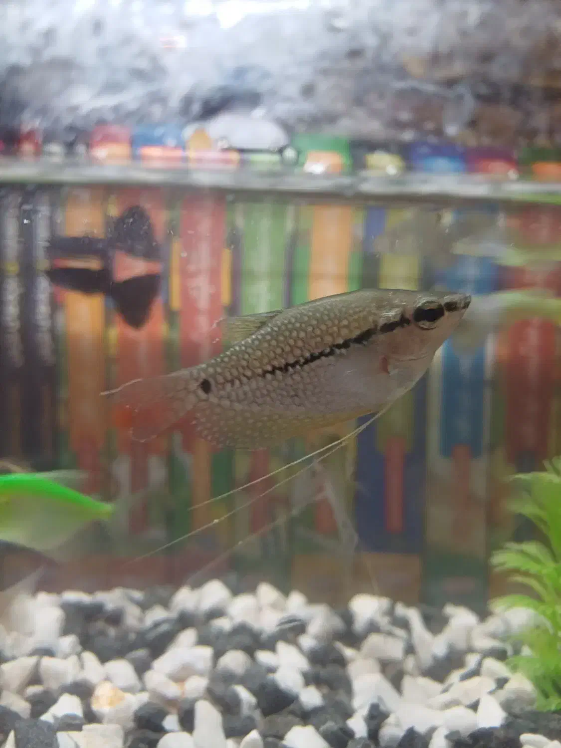 دو عدد ماهی گورامی|ماهی|هشتگرد, مدرس|دیوار