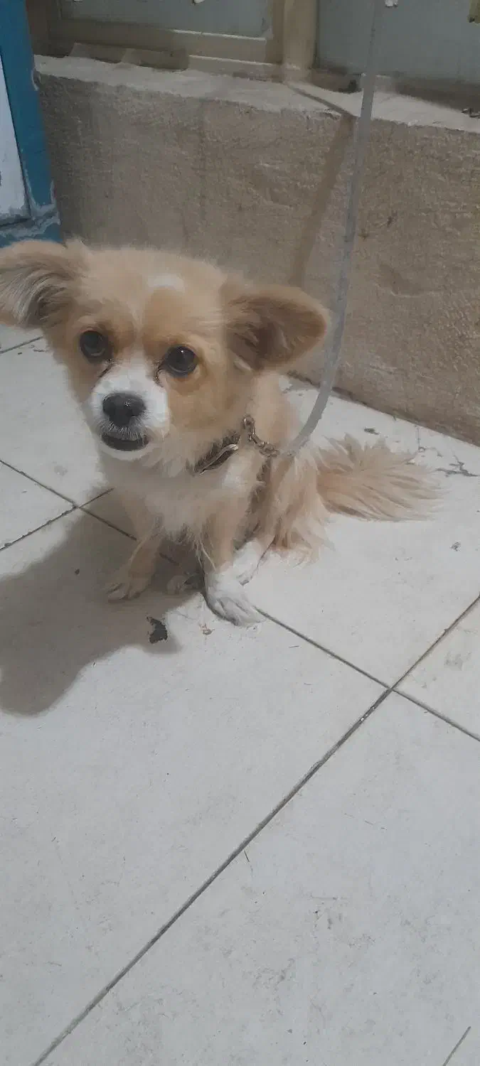 پامر|سگ|شیراز, شریفآباد|دیوار