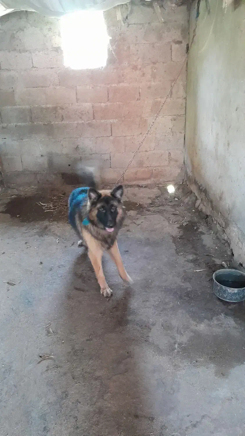 ژرمن  شپر نره  هست|سگ|رودبنه, |دیوار