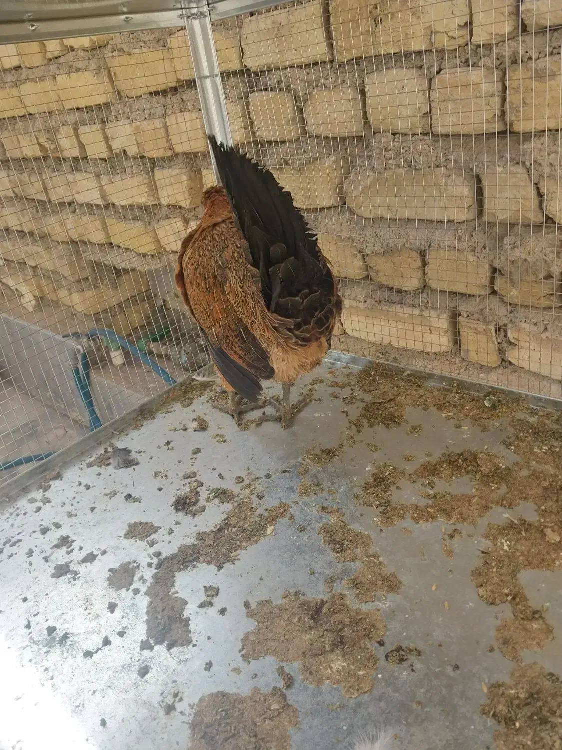 مرغ و خروس|حیوانات مزرعه|شیراز, کوشک میدان|دیوار