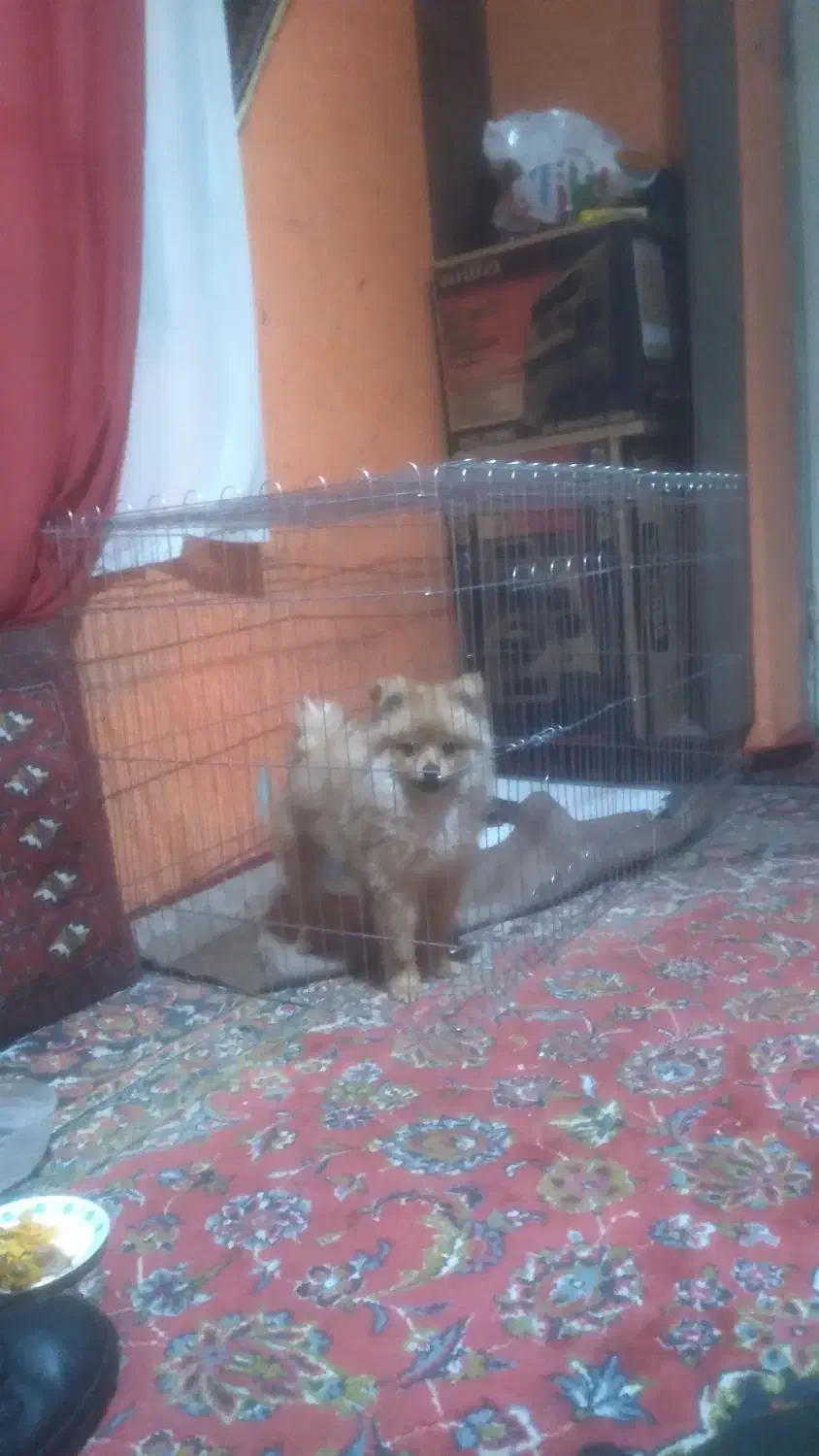 واگذاری پامرنین نر کوچیک سایز|سگ|کرمانشاه, |دیوار