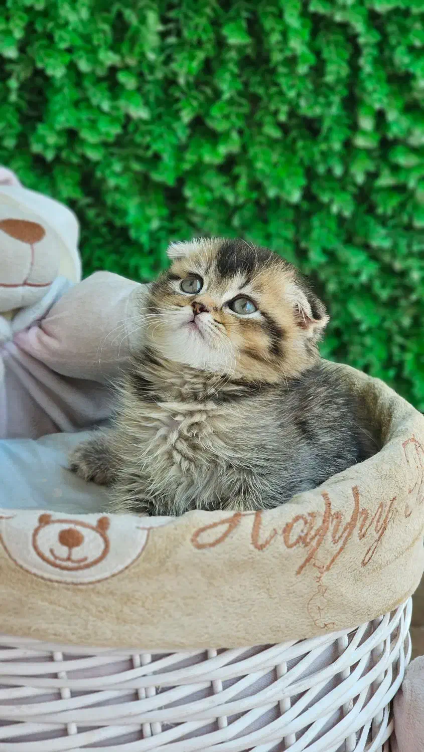 اسکاتیش چشم سبز|گربه|بوشهر, |دیوار