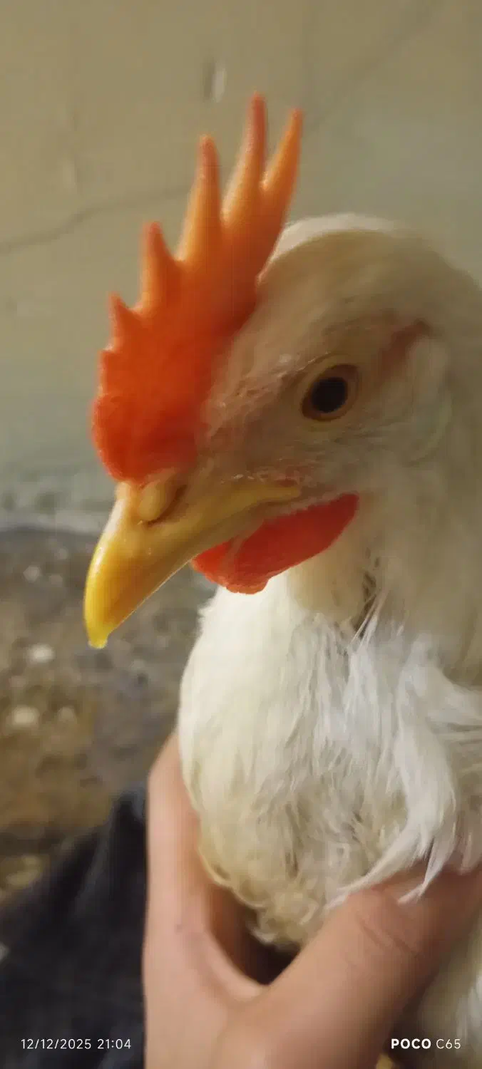 مرغ|حیوانات مزرعه|تهران, سلیمانی|دیوار