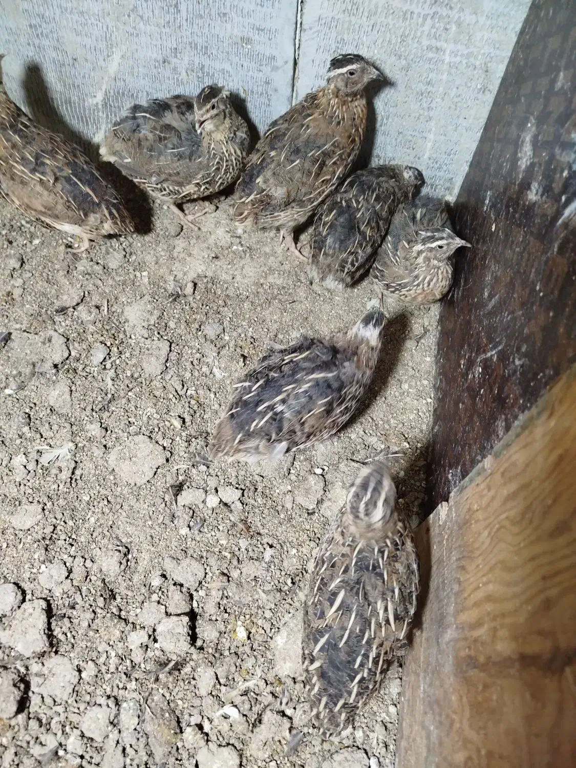 بلدرچین گوشتی و تخم بلدرچین|حیوانات مزرعه|کنارک, |دیوار