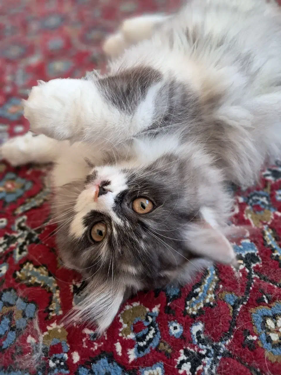 واگذاری گربه|گربه|اردبیل, |دیوار