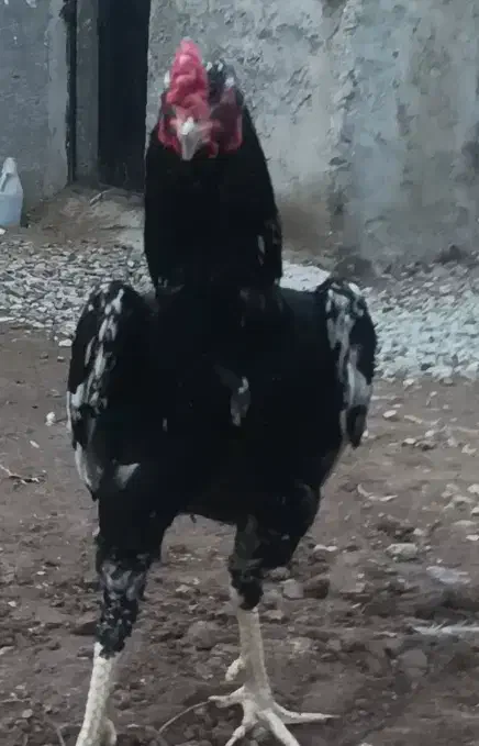 خروس لاری|حیوانات مزرعه|قزوین, |دیوار