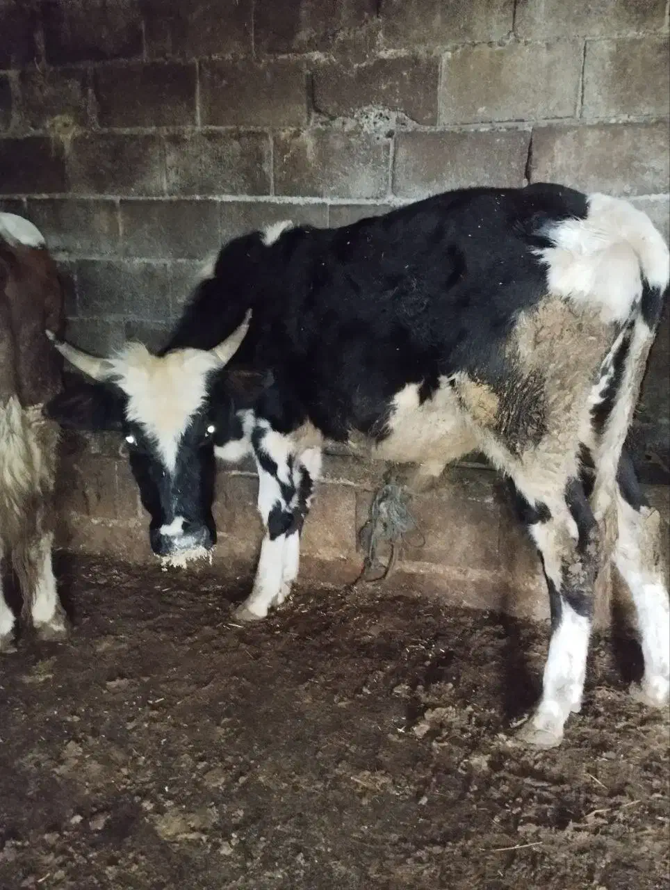 فروش گوسالا|حیوانات مزرعه|نوشهر, |دیوار