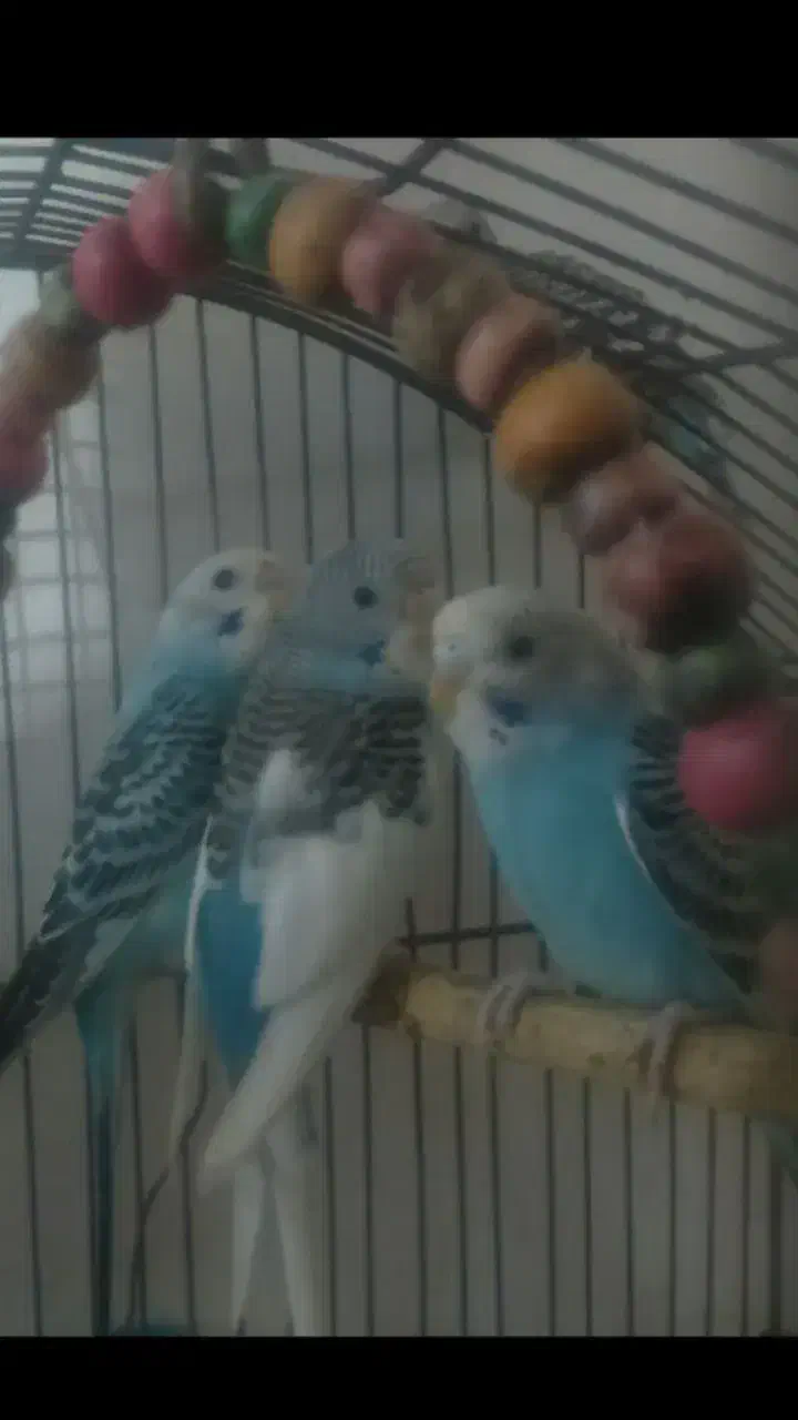 مرغ عشق سالم و قفس|پرنده|رشت, استقامت ۲|دیوار