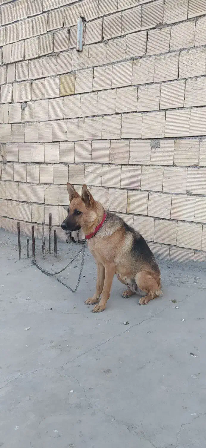 سگ ژرمن ورک ماده شش ماهه|سگ|مبارکه, |دیوار