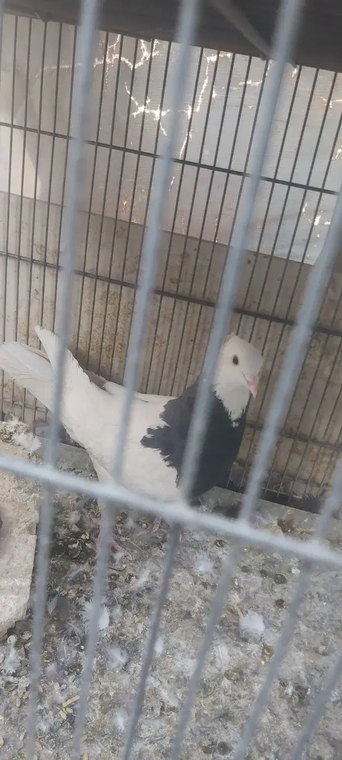 طوقی نر|پرنده|شاهین‌شهر, گزبرخوار|دیوار