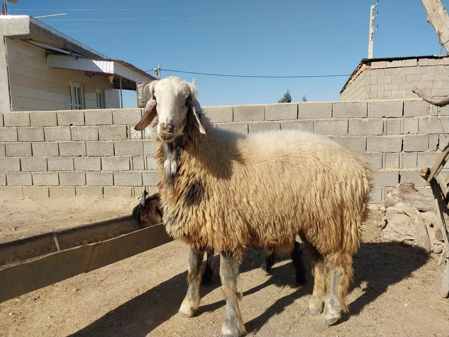 فروش دو راس قوچ|حیوانات مزرعه|مراوه, |دیوار