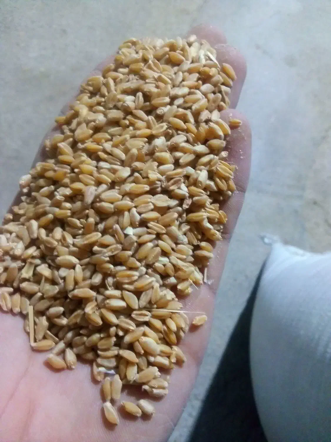 250کیلو‌گندم مهرگان بذر مال شده|عمده‌فروشی|چمران, |دیوار