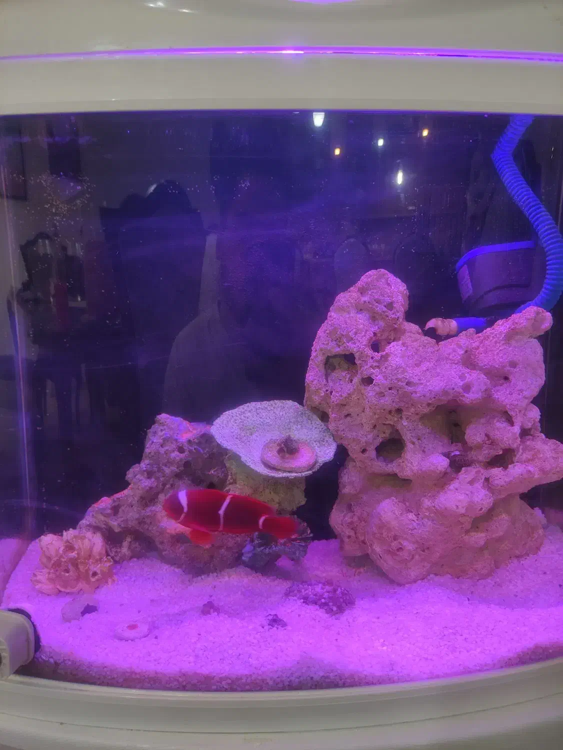 اکواریوم ابشور کامل با ماهی|ماهی|شیراز, ریشمک|دیوار