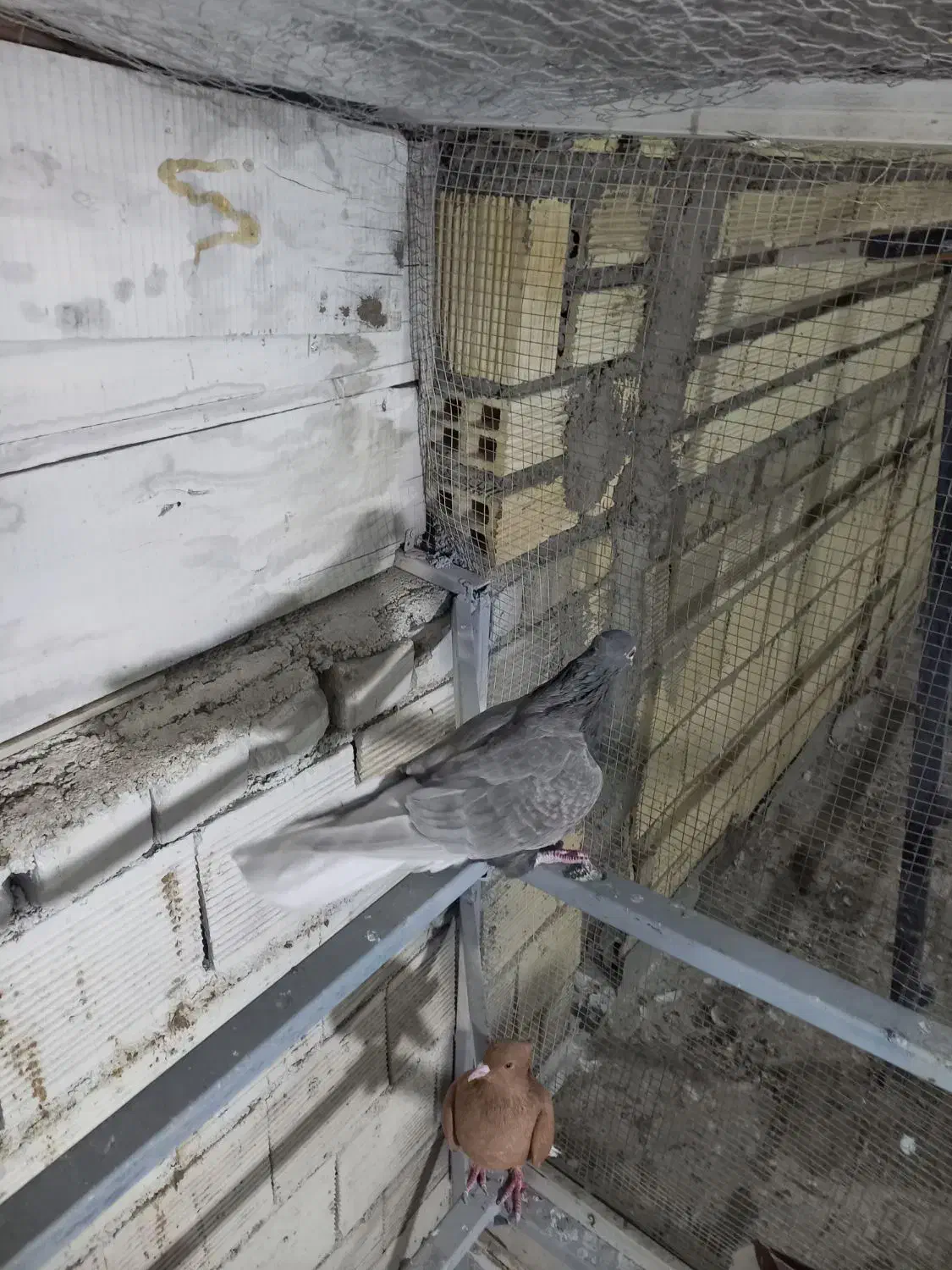 ماده دم سفید و دوکت سرور|پرنده|خمینیشهر, |دیوار