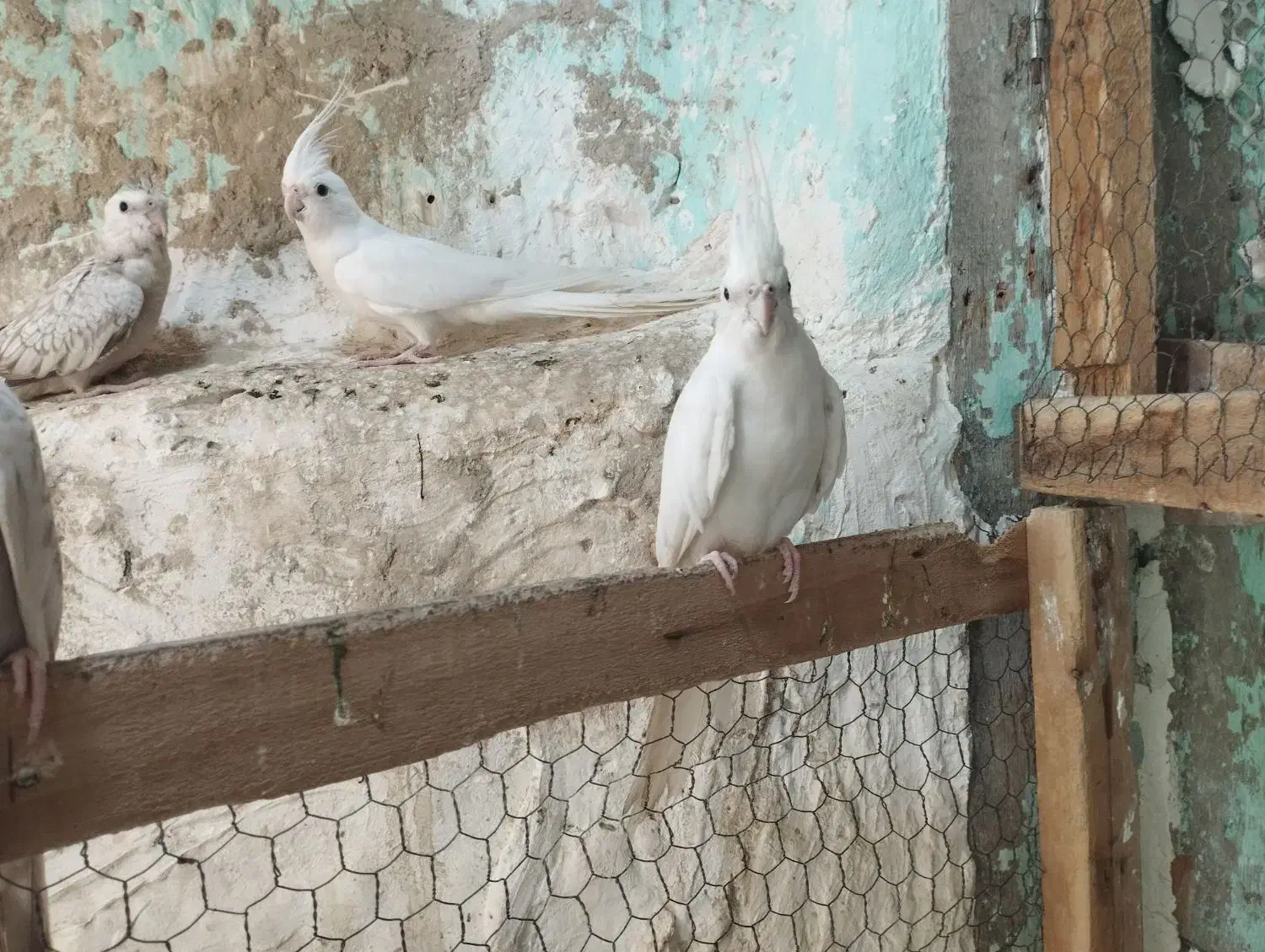 عروس هلندی آلبینو چشم قرمز|پرنده|بندرلنگه, |دیوار