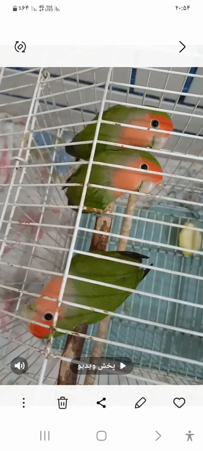 فروش ۶ عددطوطی برزیلی زرنگ همراه قفس وآبخوری|پرنده|داران, |دیوار