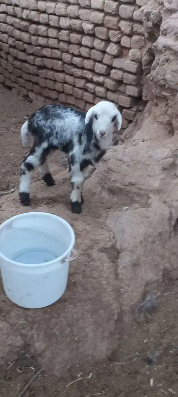 بره شیری بروجردی ماده بز بزغاله نربز قوچ|حیوانات مزرعه|خلیل آباد, |دیوار