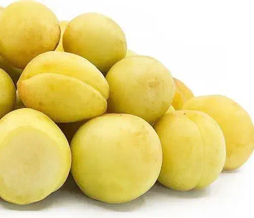 پیشفروش نهال زردآلو شاملو|خدمات باغبانی و درختکاری|تایباد, |دیوار