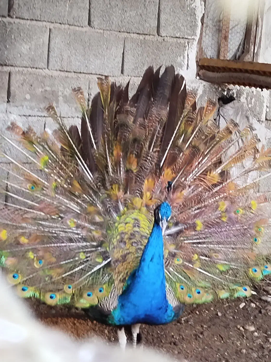 طاووس هندی|پرنده|قائم‌شهر, |دیوار