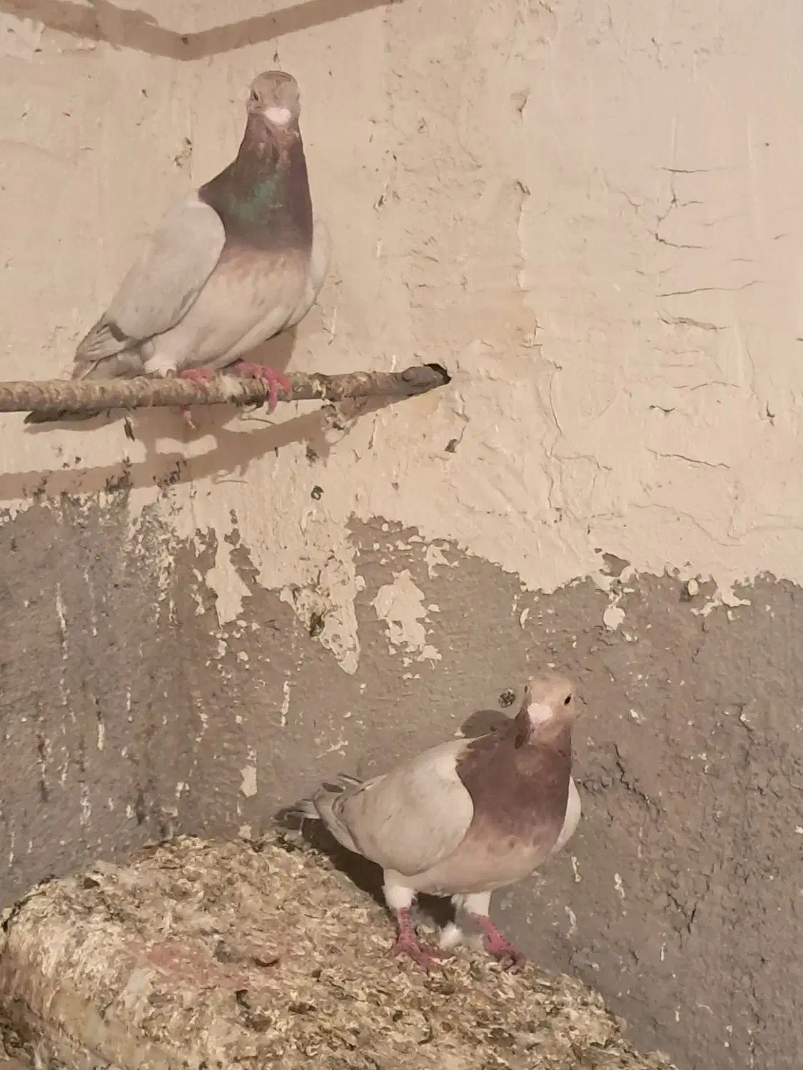 کفتر|پرنده|بوئین زهرا, |دیوار