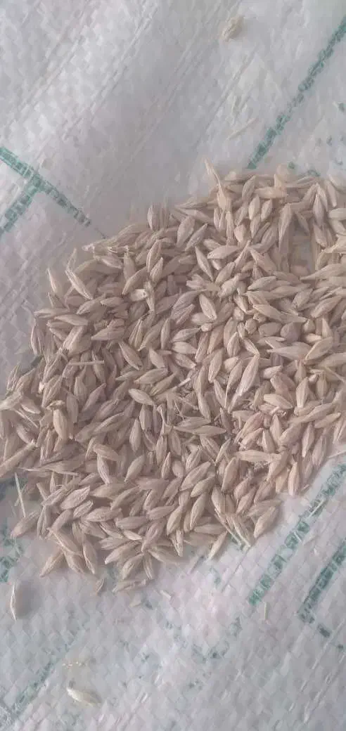 جو  آبی|خدمات باغبانی و درختکاری|شهرکرد, |دیوار