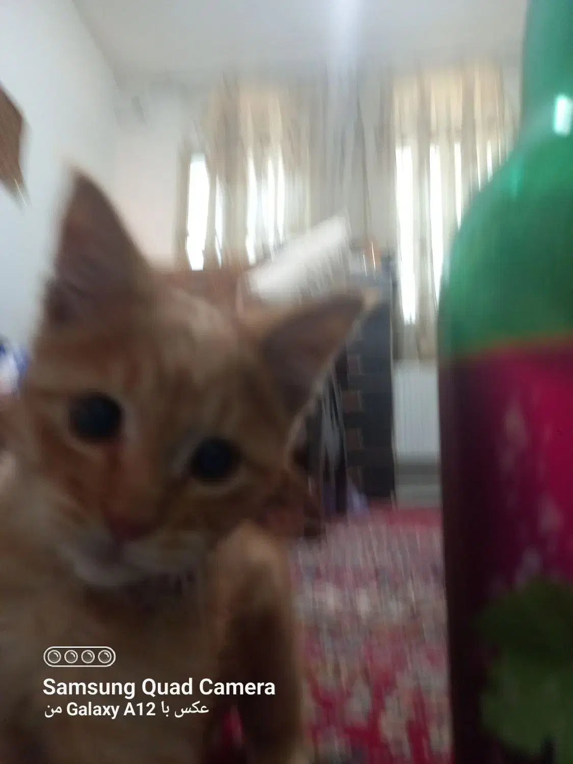 واگذاری بچه گربه|گربه|کرمانشاه, |دیوار