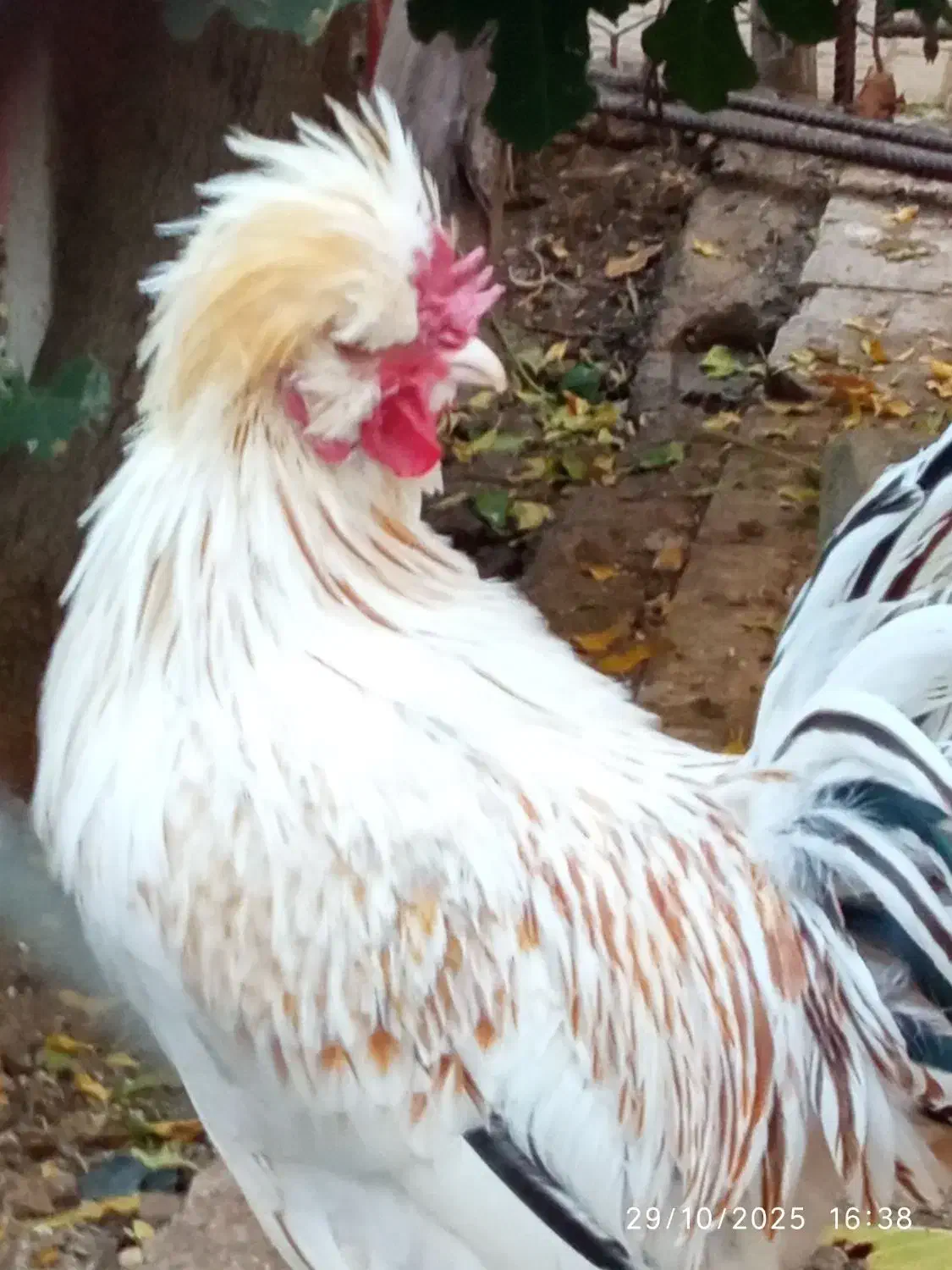 خروس ۴۰ تاج|حیوانات مزرعه|دهاقان, |دیوار