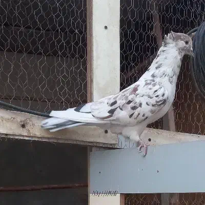 یک جفت نر سورور و ماده سفید یکت قهوه ای|پرنده|کرج, شهرک نهال و بذر|دیوار