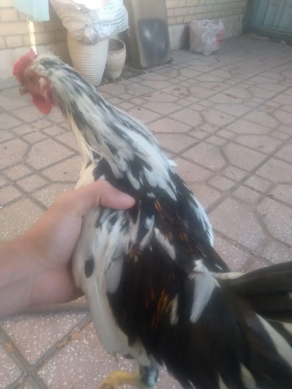 خروس گلین چهل تاج|حیوانات مزرعه|اسلام‌شهر, شهرک سعیدیه|دیوار