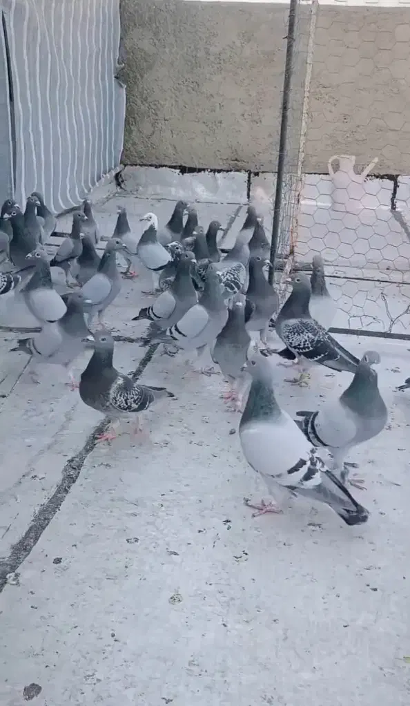 پلاکی|پرنده|آبادان, |دیوار