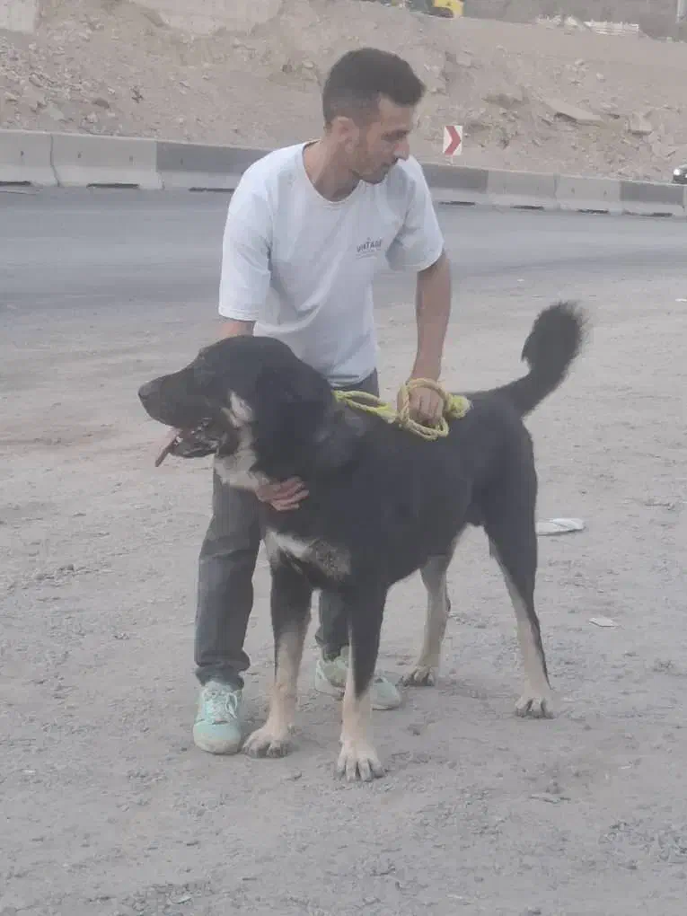 سگ نگهبانی|سگ|فردیس, سرحد آباد|دیوار