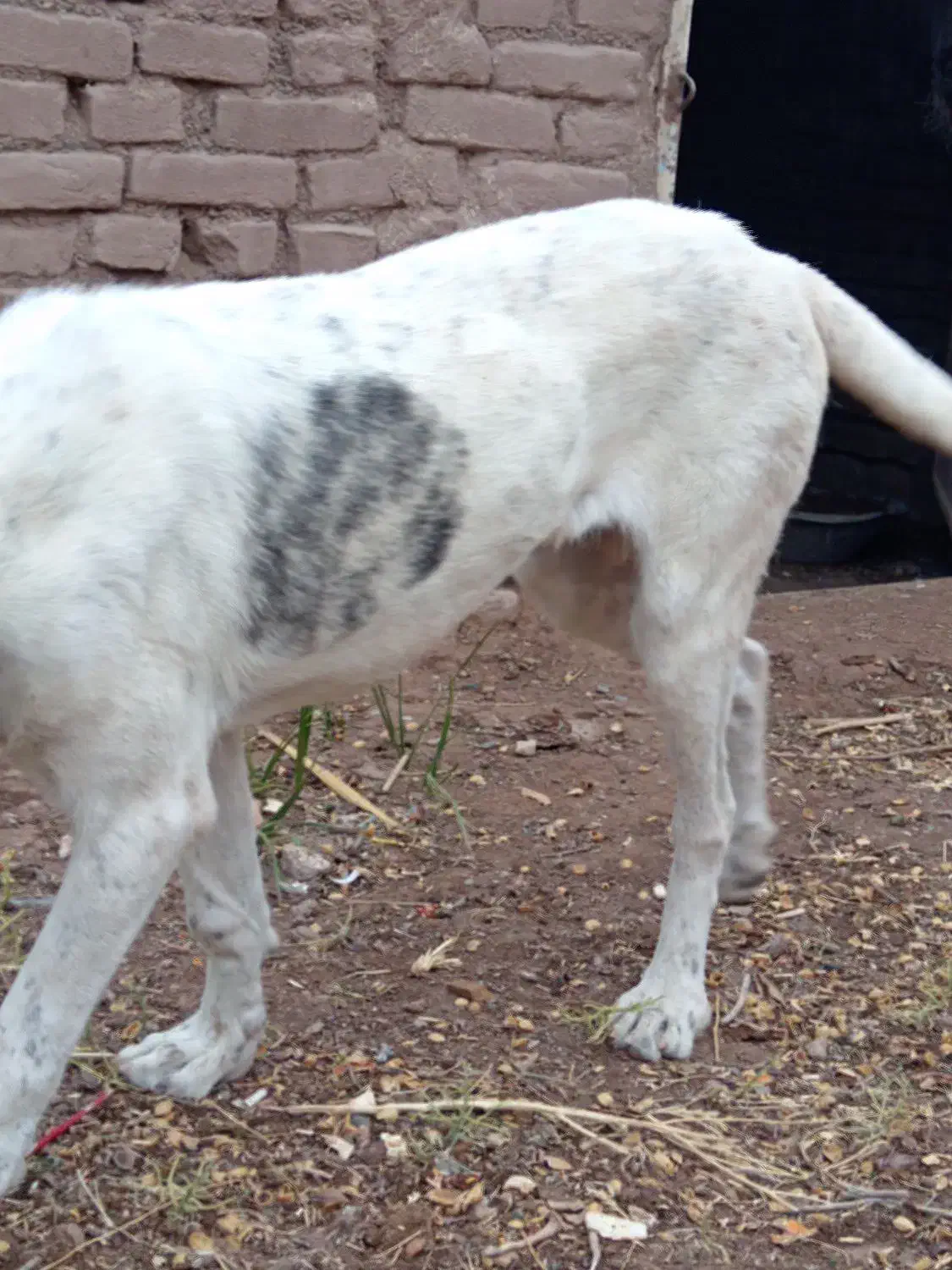 سگ گم شده|حیوانات|سبزوار, قصبه شرقی|دیوار