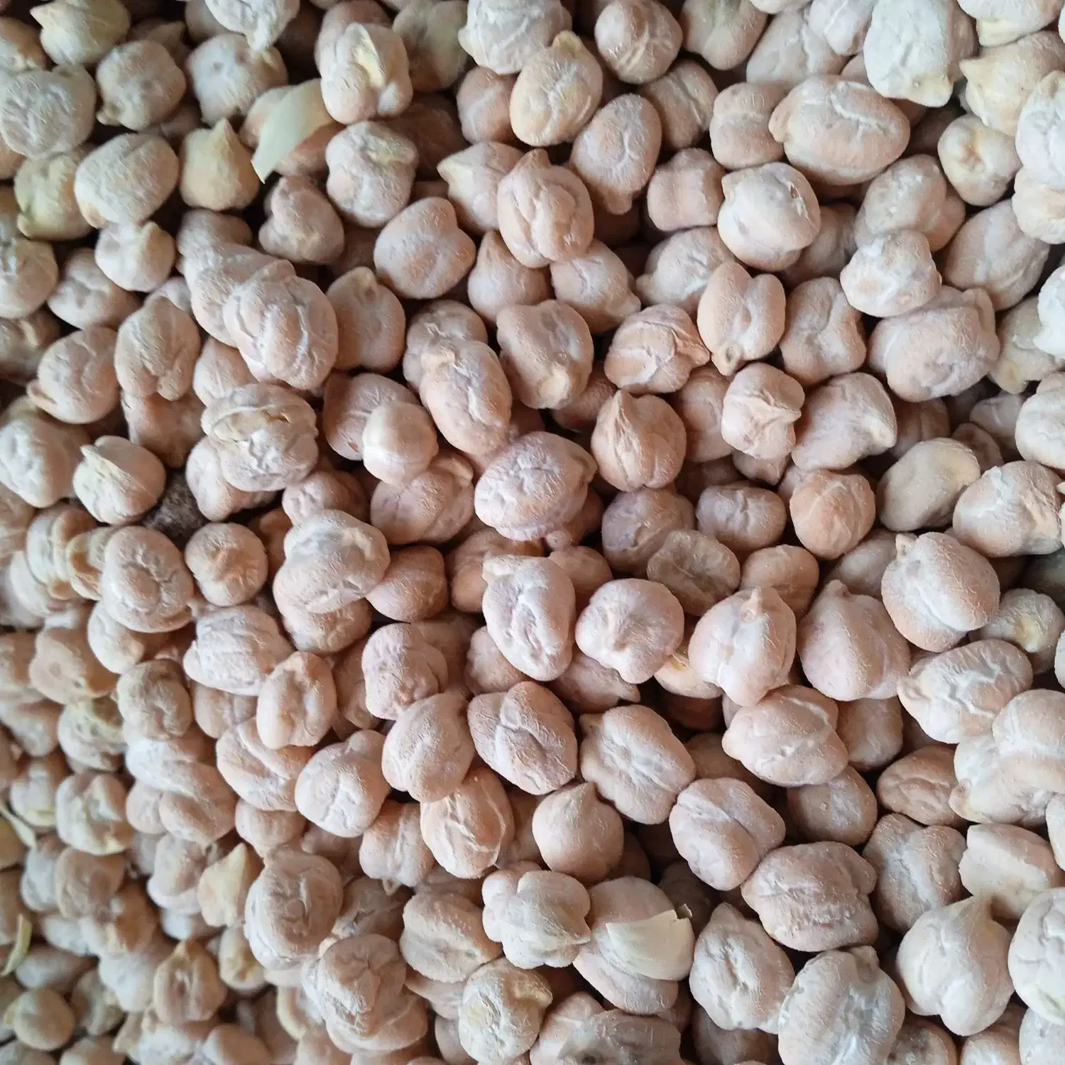 نخود لوبیا قرمز لوبیا سفید لوبیا چیتی|عمده‌فروشی|فامنین, |دیوار