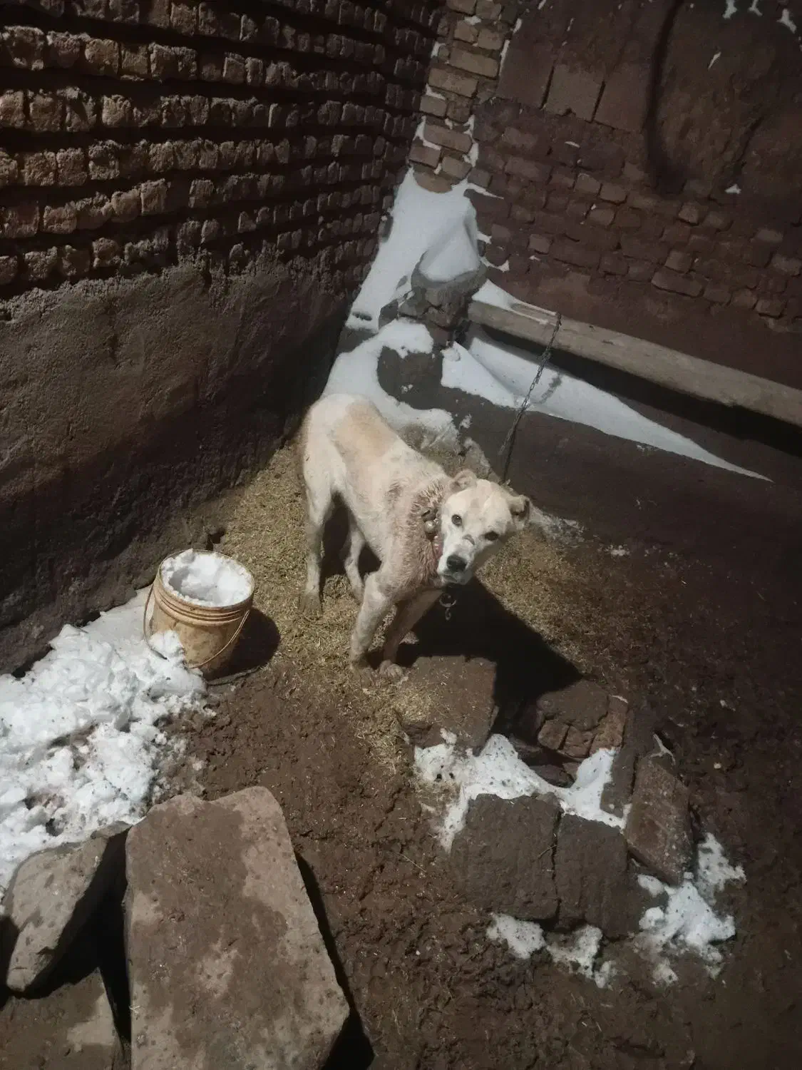 سگ ا|سگ|اسحاق آباد, |دیوار