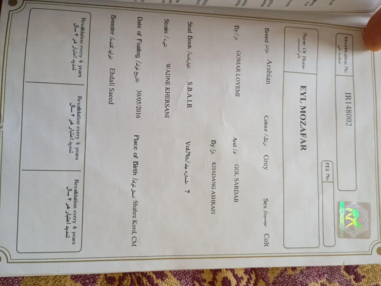 اسب نر دریون|اسب و تجهیزات اسب‌سواری|میاندوآب, |دیوار