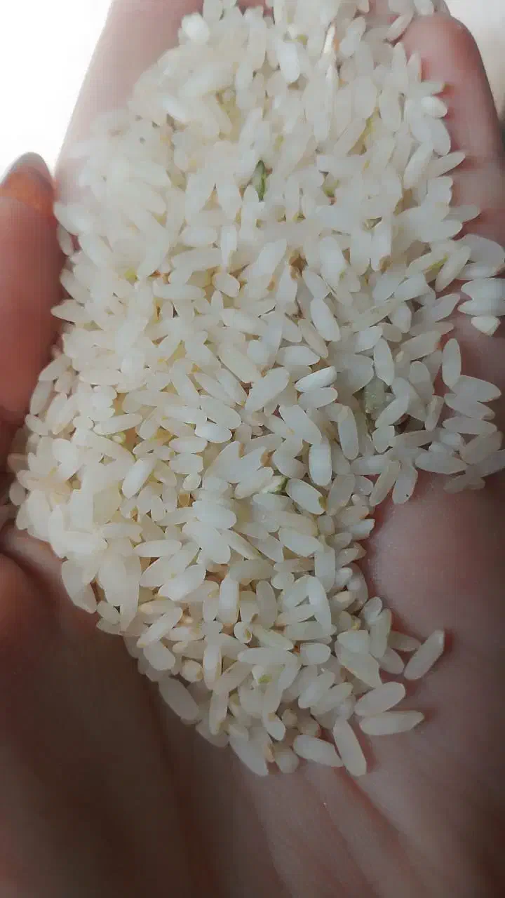 برنج و نیم میم دانه کامفیروزی|خوردنی و آشامیدنی|شیراز, شریف‌آباد|دیوار