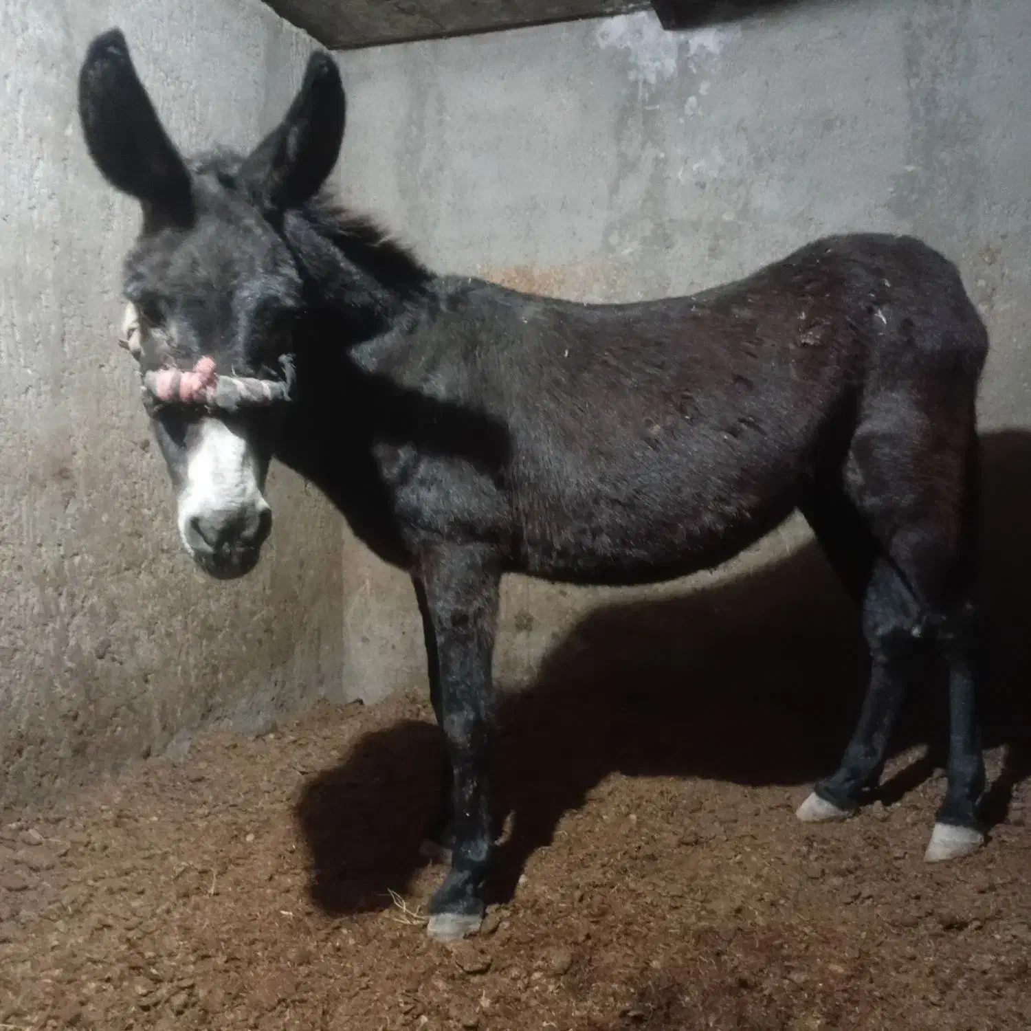 الاغ گله ای|حیوانات مزرعه|آران و بیدگل, |دیوار