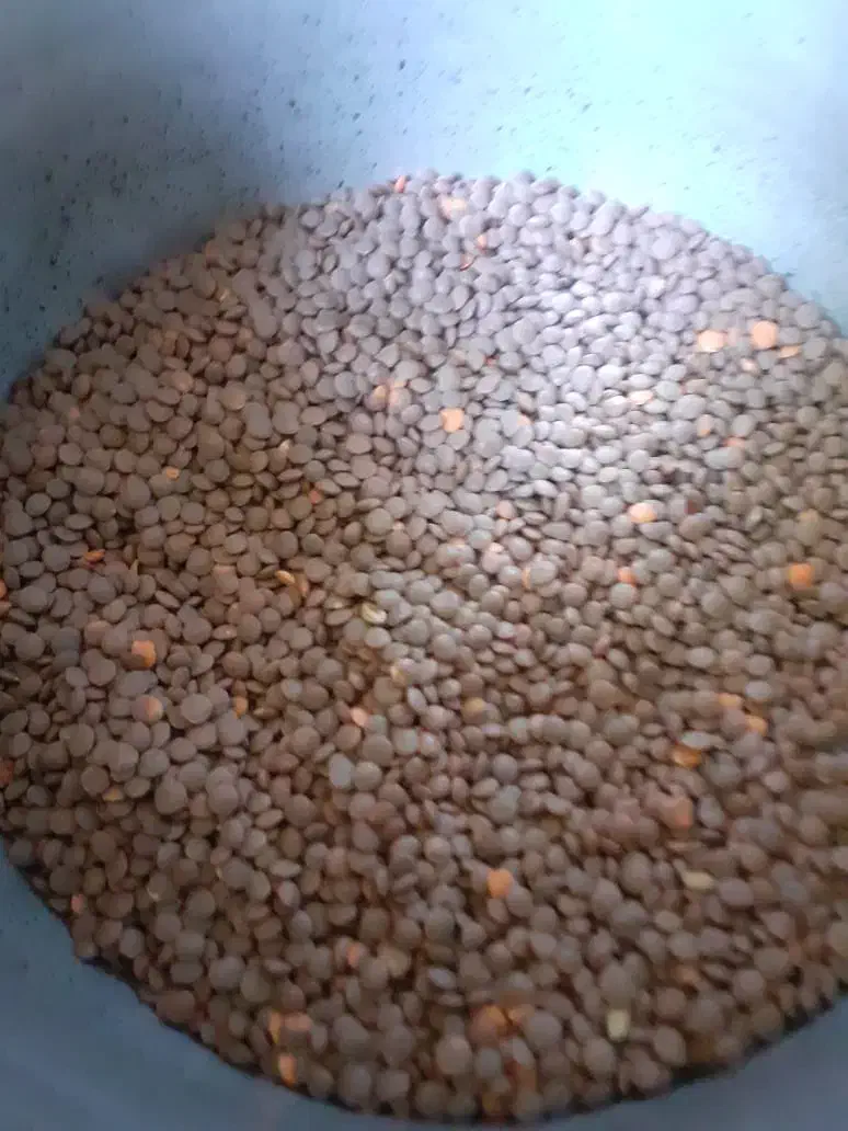 عدس|خوردنی و آشامیدنی|شیراز, تندگویان|دیوار