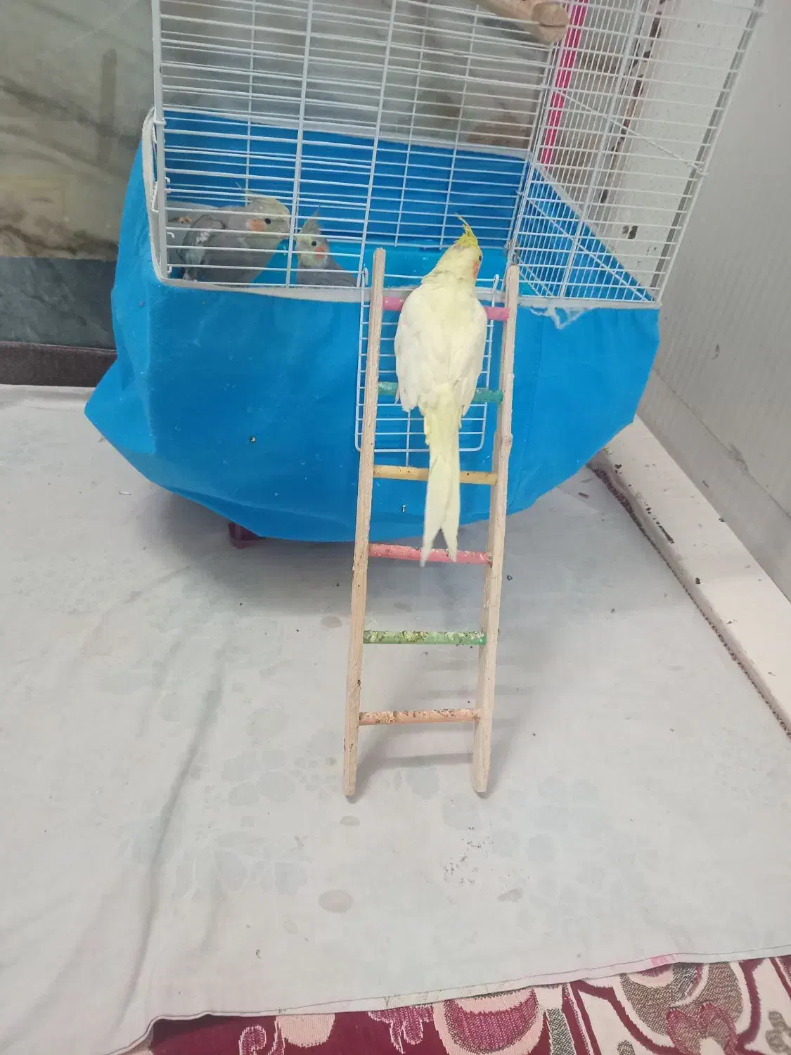 عروس|پرنده|قم, مهدیه|دیوار