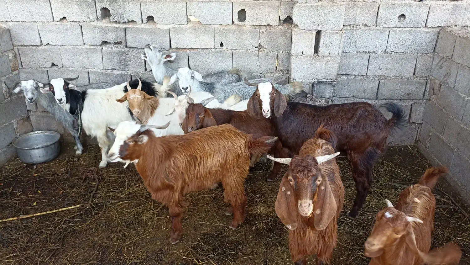 بز بزغاله معاوضه با بره گوسفند|حیوانات مزرعه|قرق, |دیوار